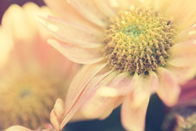 Free photo close up macro flower