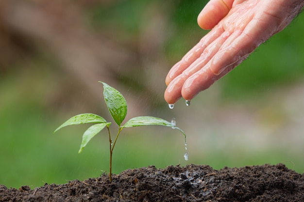 Free photo close up picture of hand watering the sapling of the plant