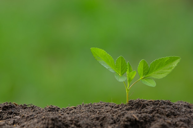 Free photo close up picture of the sapling of the plant is growing