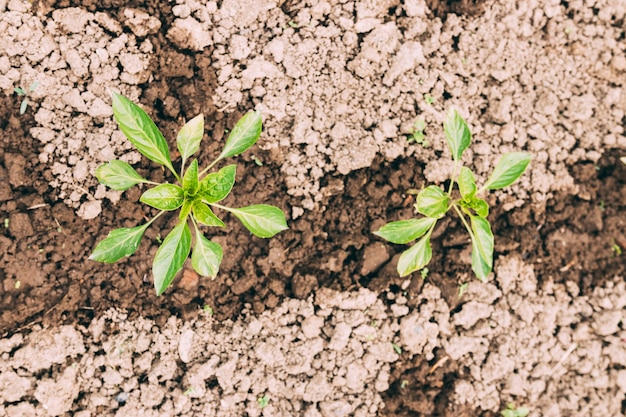 Free photo close-up plants in wet soil