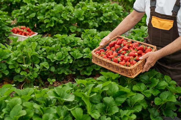 Free photo close up of senior gardener in uniform picking fresh ripe strawberries at greenhouse. aged man harvesting seasonal berries on fresh air.