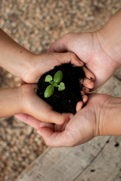 Free photo close up on transplanting process of plants