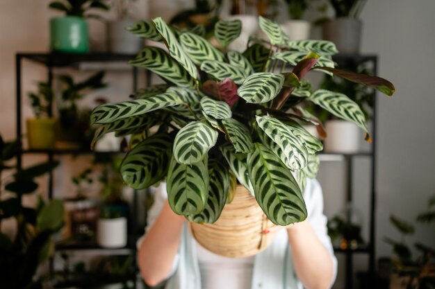 Close up woman holding flower pot