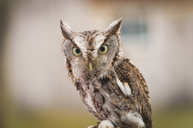 Free Photo closeup of beautiful owl