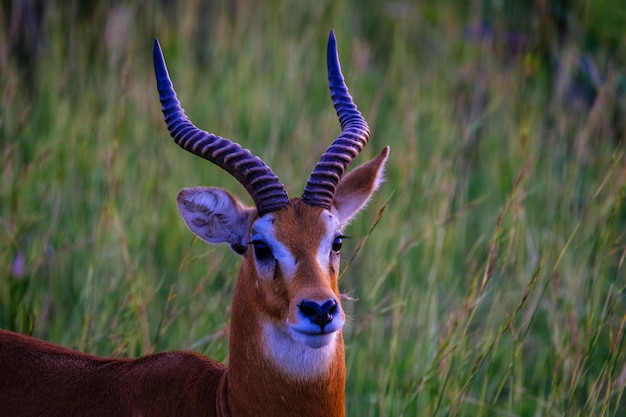 Free photo closeup of a gazelle standing in a grassy field