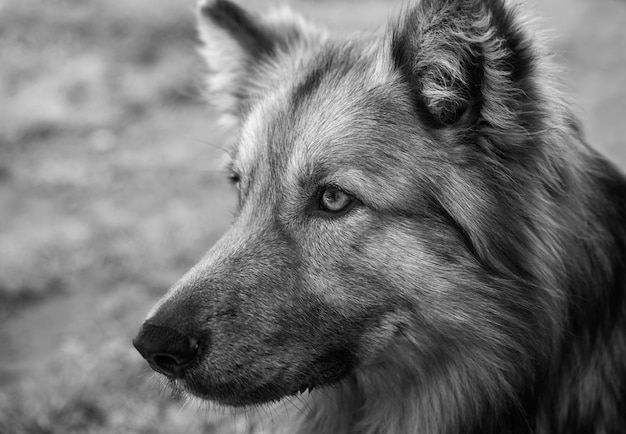 Free Photo closeup grayscale shot of a german shepherd dog