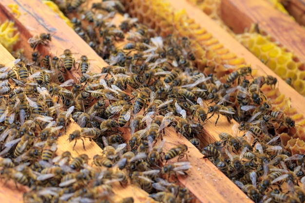 Free Photo closeup of honeybees on a beehive under the sunlight - agricultural concept