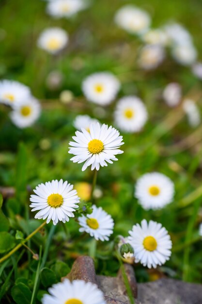 Free photo closeup selective focus shot of amazing chamomiles under sunlight