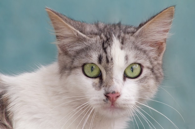 Free Photo closeup shot of an adorable domestic cat on blue