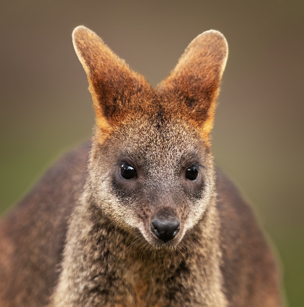 Free Photo closeup shot of a  baby wallaby with a blurred space