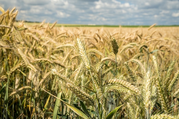 Free photo closeup shot of the barley grain field during daytime