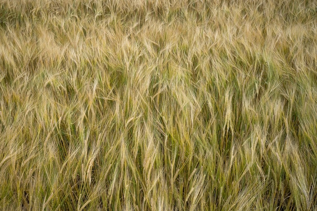 Free photo closeup shot of barley grains in the field waving with the wind