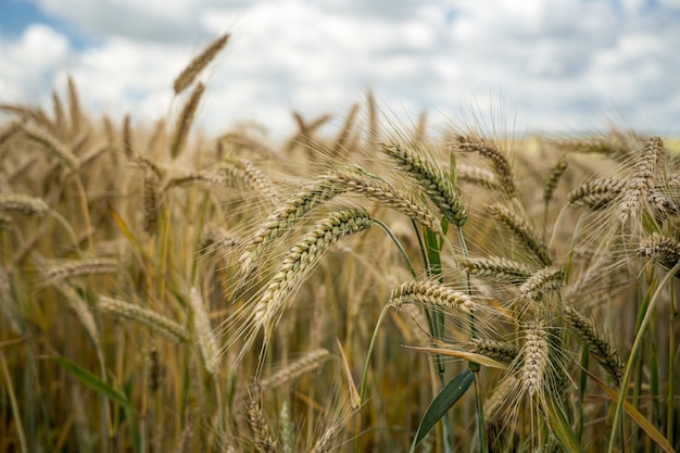 Free photo closeup shot of barley grains in the field