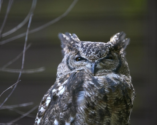 Free Photo closeup shot of a beautiful grey owl