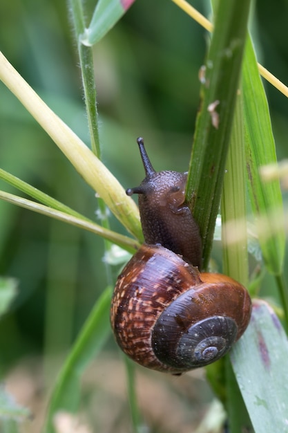 Free photo closeup shot of a brown snail trying to climb over a green grass