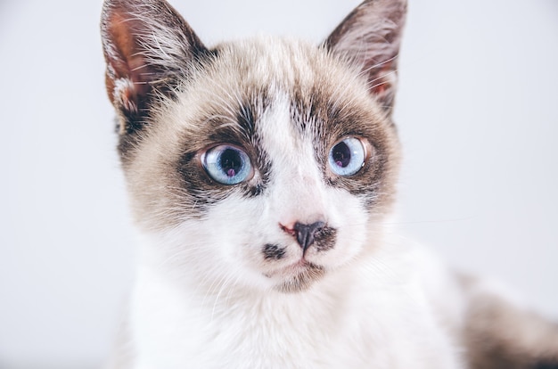 Free Photo closeup shot of the brown and white face of a cute blue-eyed cat