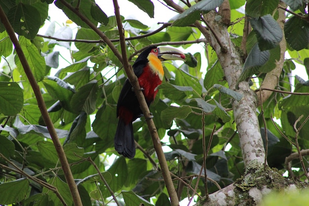 Foto gratuita il colpo del primo piano di un uccello variopinto variopinto del tucano si è appollaiato su un ramo di un albero che mangia una bacca rossa