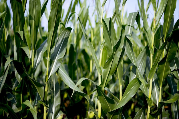 Free photo closeup shot of a cornfield with green leaves and a blurred background