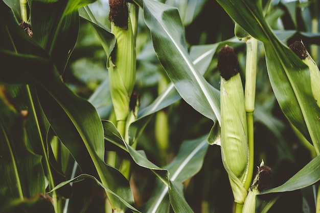 Free photo closeup shot of corns surrounded by green leaves