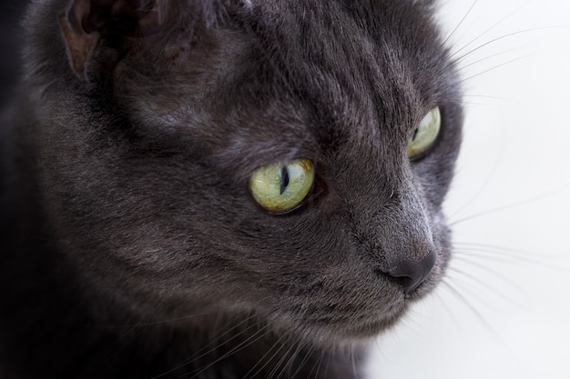 Free Photo closeup shot of a cute gray cat's face with green eyes