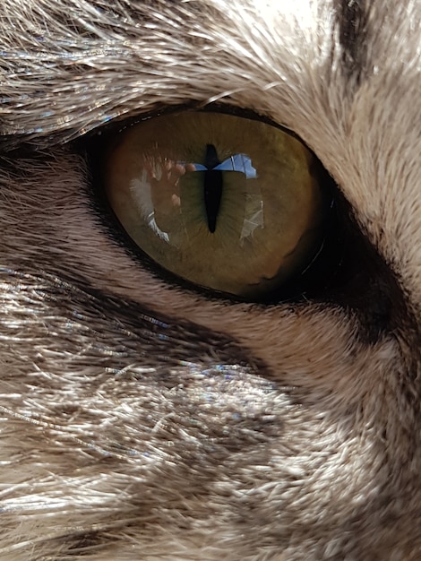 Free Photo closeup shot of the eye of an animal with white fur