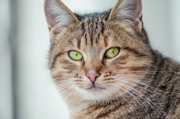 Free Photo closeup shot of the face of a beautiful cat with green eyes