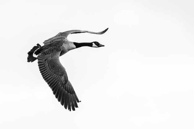 Free photo closeup shot of a flying goose with a clear white