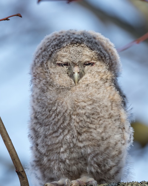 Free Photo closeup shot of a great grey owl with closed eyes perched on a tree branch