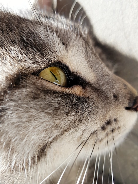 Free Photo closeup shot of the head of a grey cat