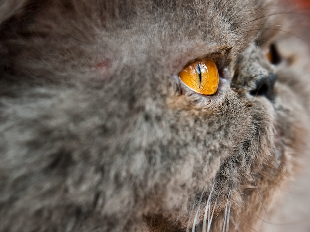 Free Photo closeup shot of the head of a grey cat