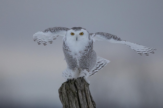 Free Photo closeup shot of an owl standing on a branch of a tree with blurred background