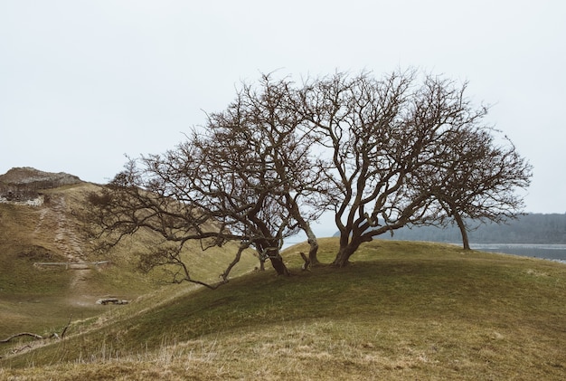 Foto gratuita colpo del primo piano di un albero su un paesaggio verde sotto un cielo limpido