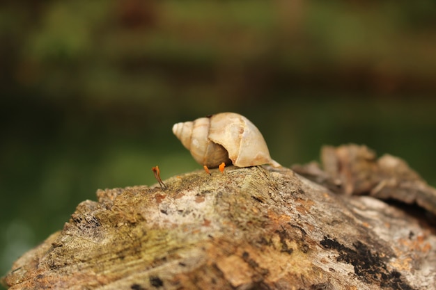 Free photo closeup shot of tree snail shell on a wooden surface