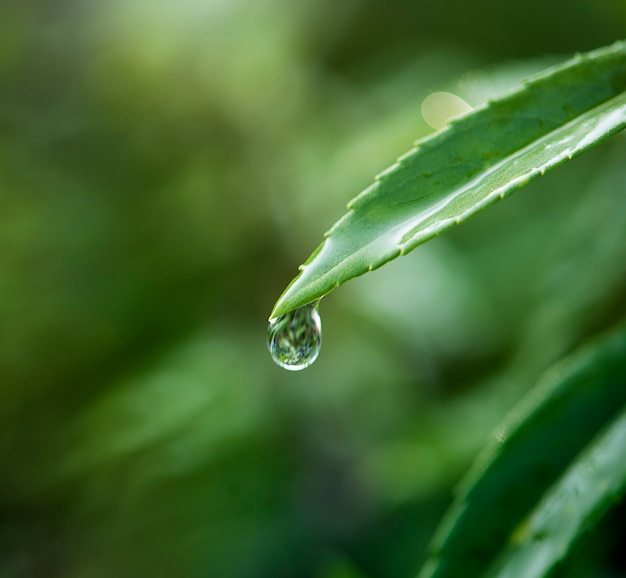 Free photo closeup of water drop on leafs