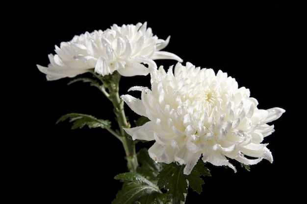 Free photo closeup  of white chrysanthemum