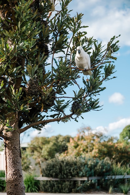 Foto gratuita cacatua sull'albero