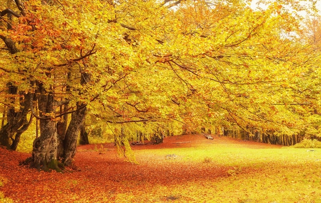 Free photo collection of beautiful colorful autumn leaves