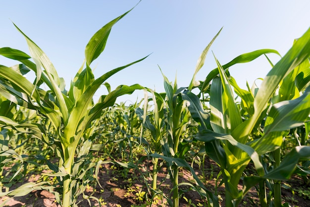 Free photo corn field agriculture concept