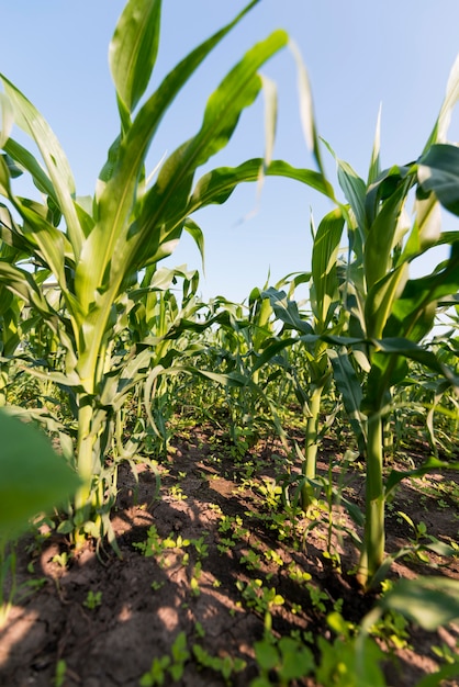 Free photo corn field farming concept