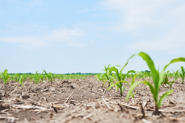 Free photo corn field: young corn plants growing in the sun.