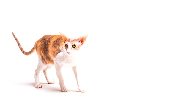 Free photo cornish rex cat on white background