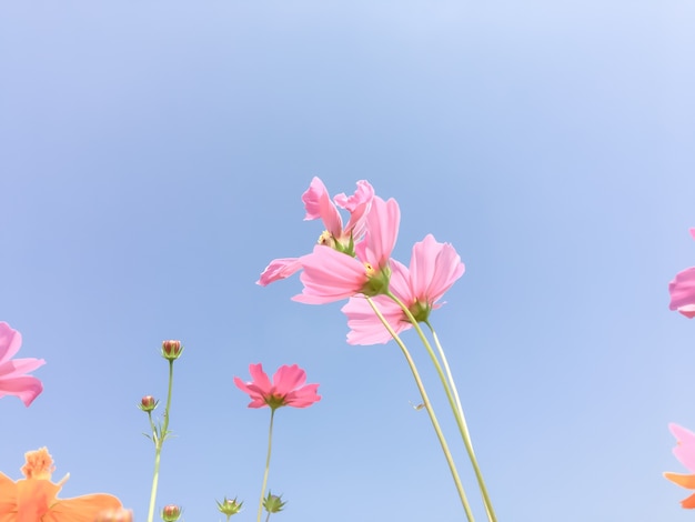 Free photo cosmos beauty flowers