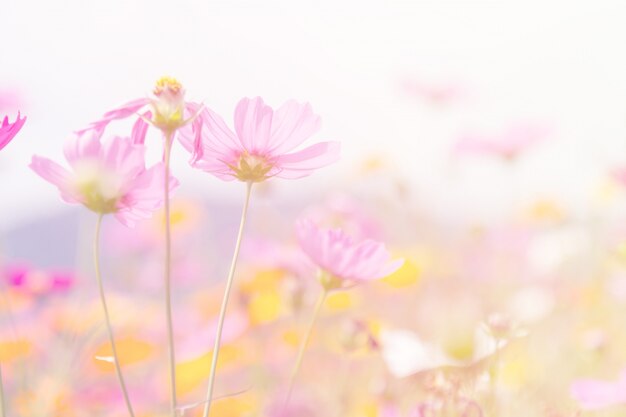 Cosmos beauty flowers