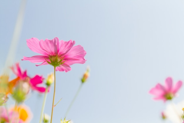 Cosmos beauty flowers