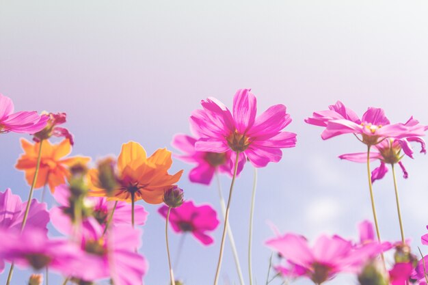 Cosmos beauty flowers