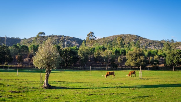 Free photo cows grazing in a grassy field surrounded by beautiful green trees during daytime