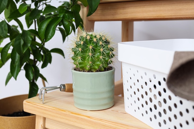 Free Photo cozy hobby growing indoor plants at home