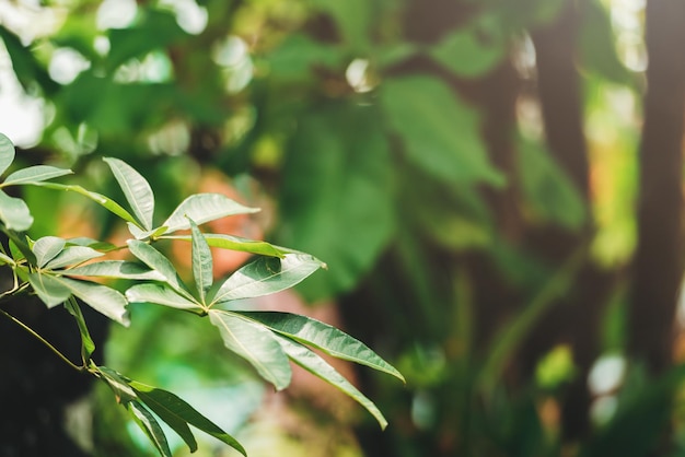 Free photo creative lush green leaves pattern nature texture background