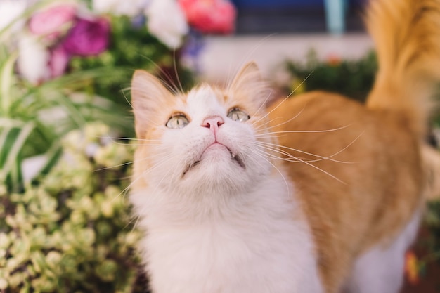 Free photo curious cat in garden