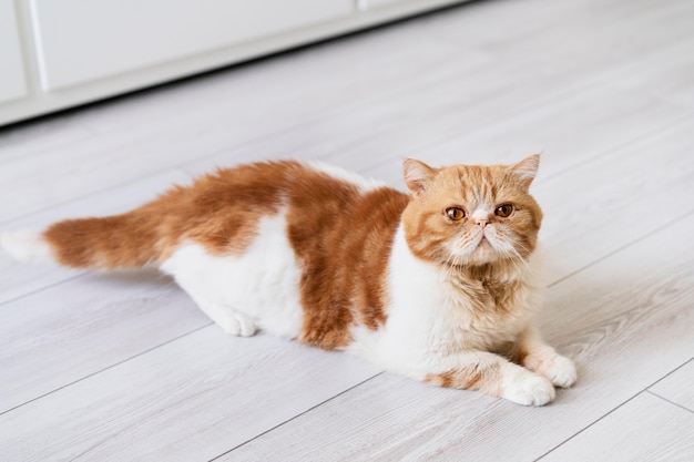 무료 사진 바닥에 누워 귀여운 고양이